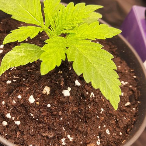 Banana Kush growlog timeline photo