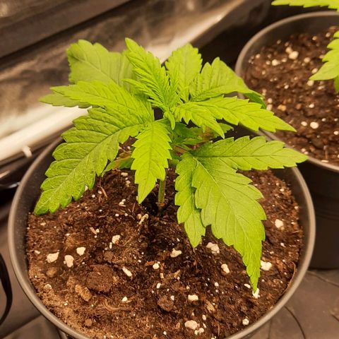 Banana Kush growlog timeline photo