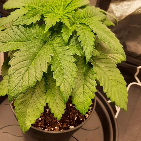 White Diesel growlog timeline photo