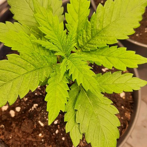 Banana Kush growlog timeline photo