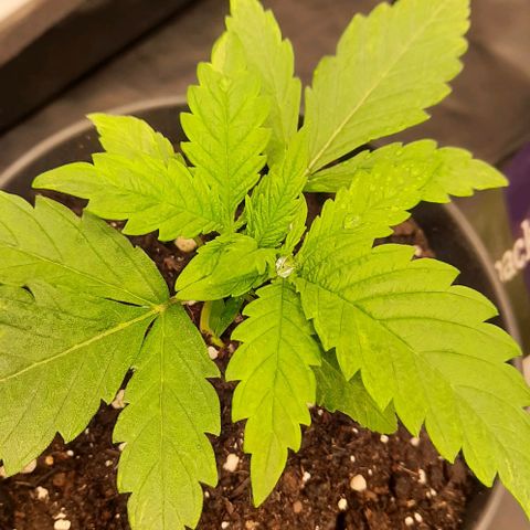 Banana Kush growlog timeline photo