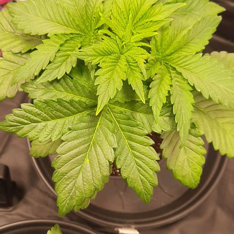 White Diesel growlog timeline photo