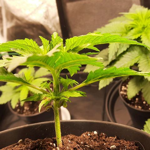 Banana Kush growlog timeline photo