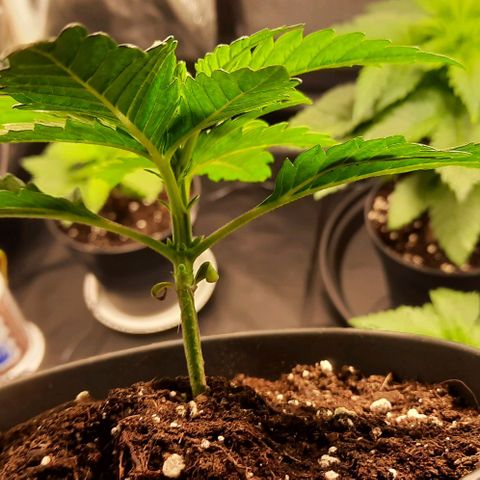 Banana Kush growlog timeline photo