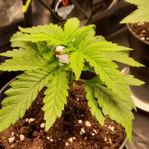 Banana Kush growlog timeline photo