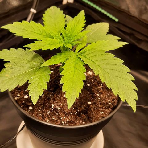 Banana Kush growlog timeline photo