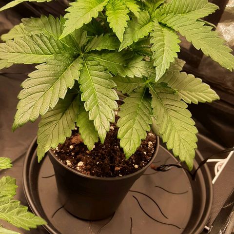 White Diesel growlog timeline photo