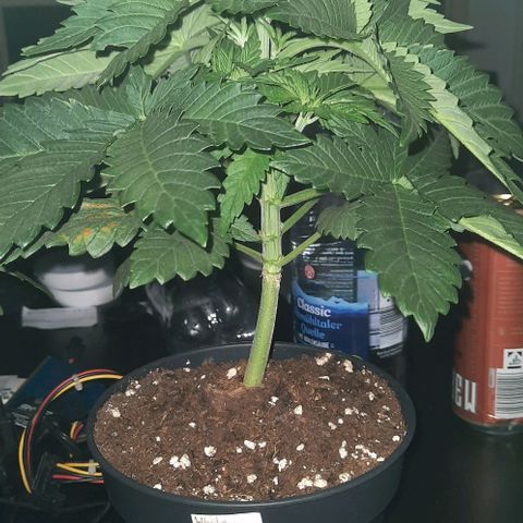 White Diesel growlog timeline photo