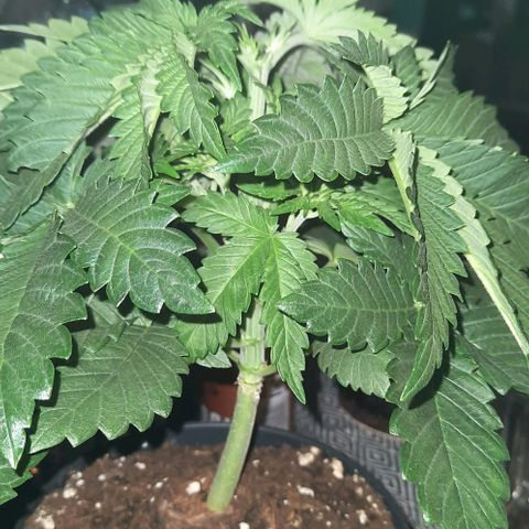 White Diesel growlog timeline photo