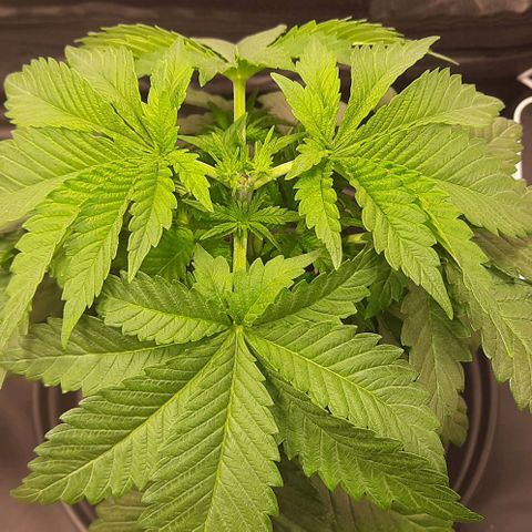 White Diesel growlog timeline photo
