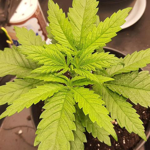 Banana Kush growlog timeline photo