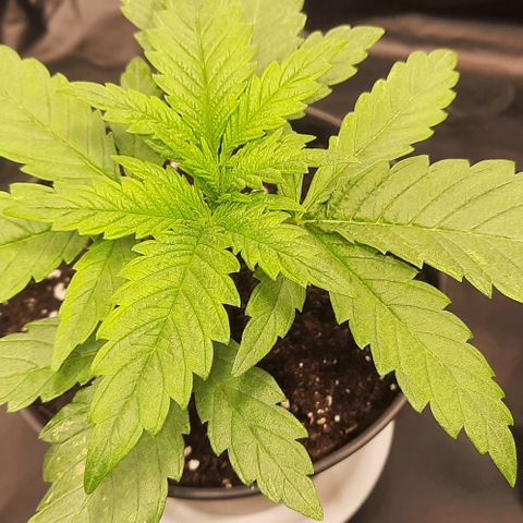 Banana Kush growlog timeline photo