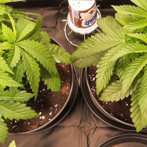 White Diesel growlog timeline photo