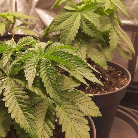 White Diesel growlog timeline photo