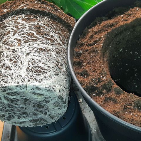 White Diesel growlog timeline photo