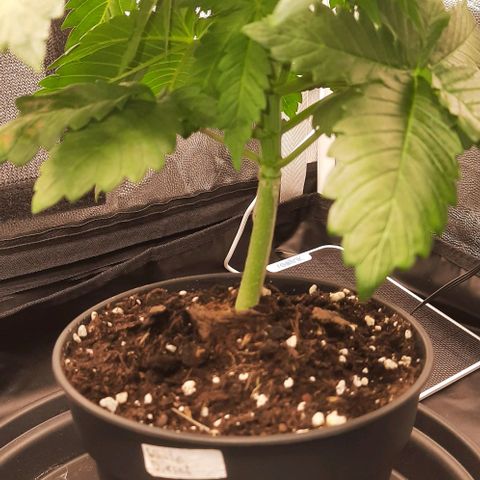 White Diesel growlog timeline photo