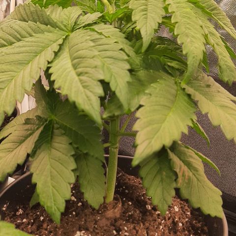 White Diesel growlog timeline photo