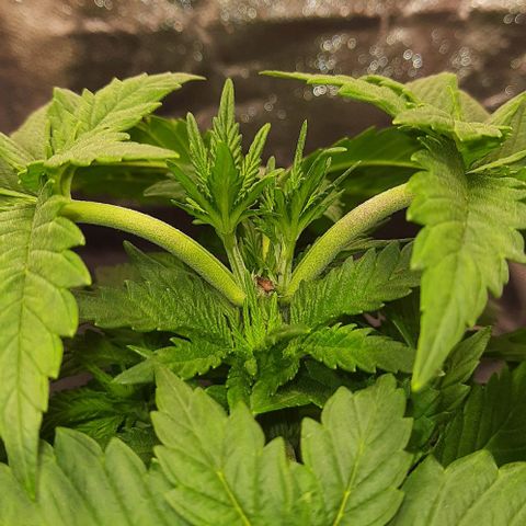 White Diesel growlog timeline photo