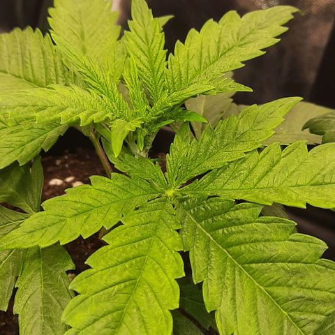Banana Kush growlog timeline photo