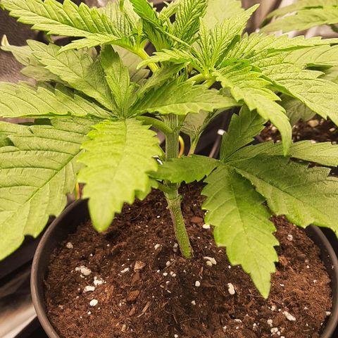 Banana Kush growlog timeline photo