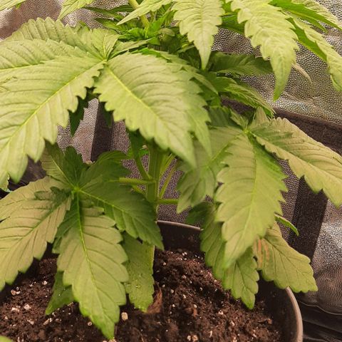 White Diesel growlog timeline photo