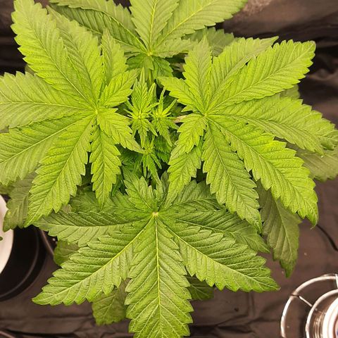 White Diesel growlog timeline photo