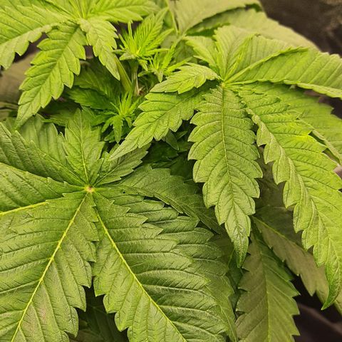 White Diesel growlog timeline photo