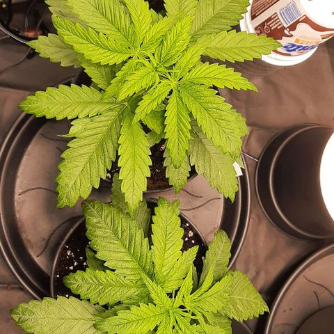 Banana Kush growlog timeline photo