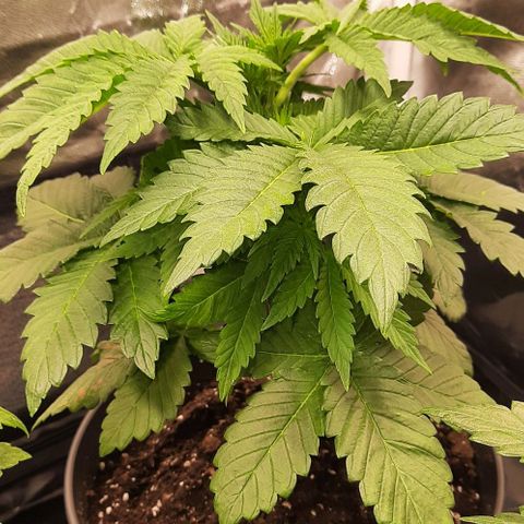 White Diesel growlog timeline photo