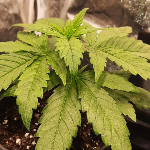 Banana Kush growlog timeline photo