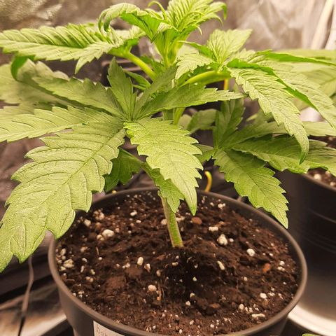 Banana Kush growlog timeline photo