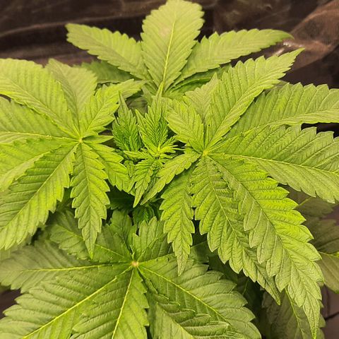 White Diesel growlog timeline photo