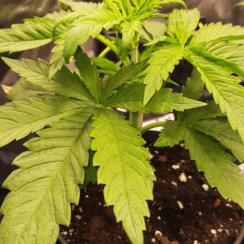 Banana Kush growlog timeline photo