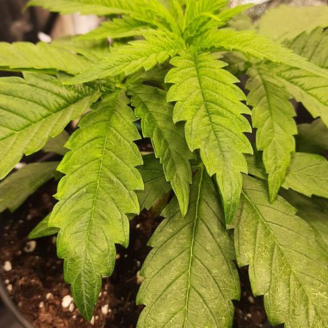 Banana Kush growlog timeline photo