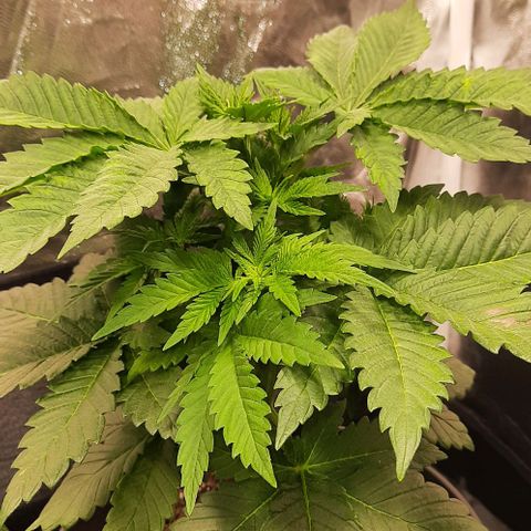 White Diesel growlog timeline photo
