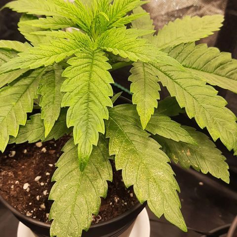 Banana Kush growlog timeline photo