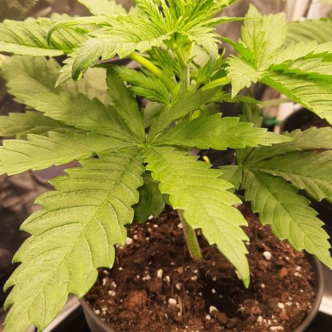 Banana Kush growlog timeline photo