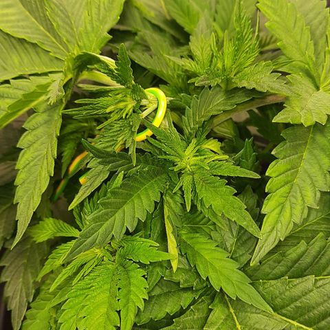 White Diesel growlog photo: Obersten trieb runterbinden für gleichmäßigen Wuchs 