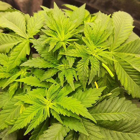 White Diesel growlog timeline photo