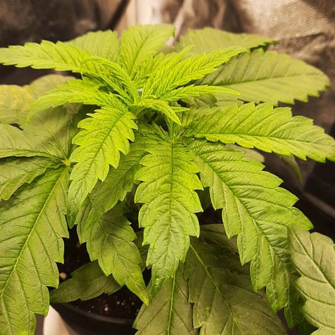 Banana Kush growlog timeline photo