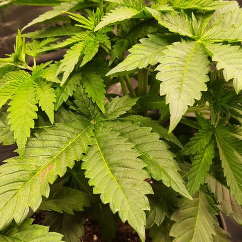 White Diesel growlog timeline photo