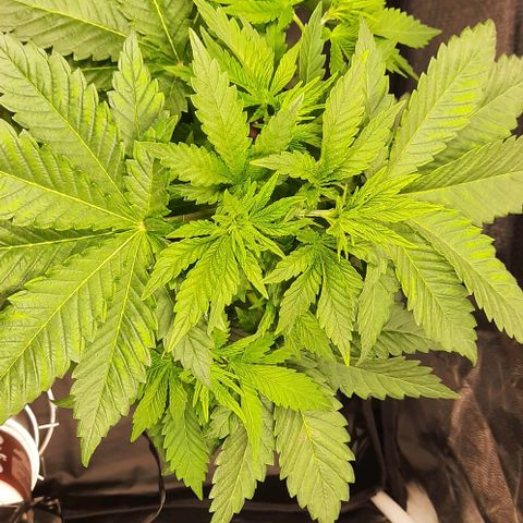 White Diesel growlog timeline photo