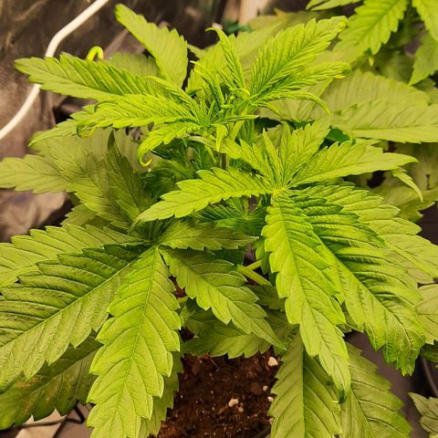 Banana Kush growlog timeline photo