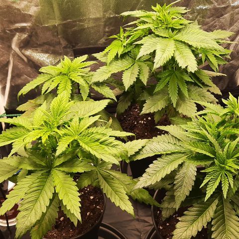 Banana Kush growlog timeline photo