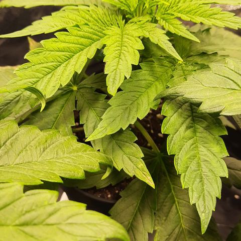 Banana Kush growlog timeline photo