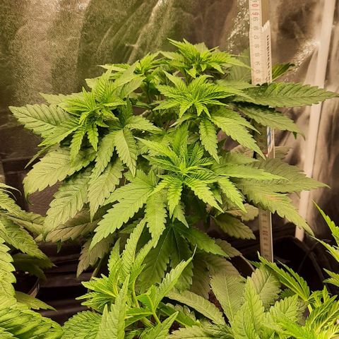 White Diesel growlog timeline photo