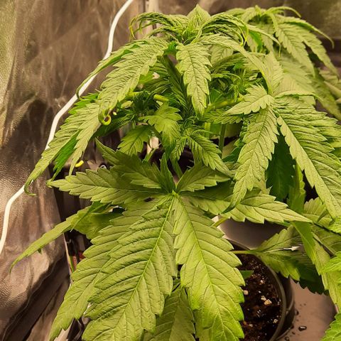 Banana Kush growlog timeline photo