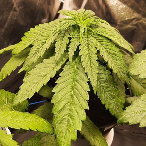 Banana Kush growlog timeline photo
