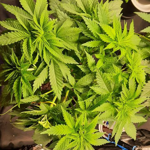 White Diesel growlog timeline photo