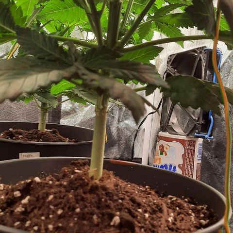 White Diesel growlog timeline photo